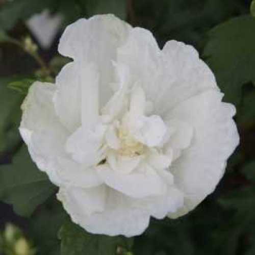 110_500_101404_Hibiscus_White_Chiffon_Flower_1_300.jpeg