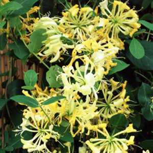 Lonicera Periclymenum Honeysuckle Scentsation