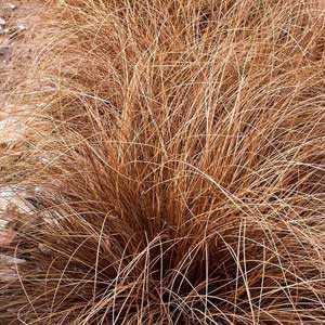 Carex Buchananii Leatherleaf Sedge