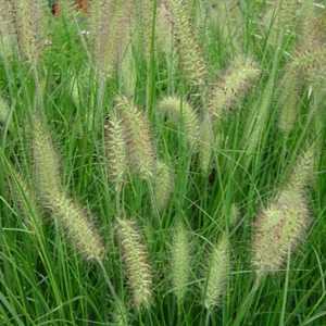 Pennisetum Alopecuroides Hameln Chinese Fountain Grass