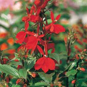 Lobelia Speciosa Fan F1 Scarlet