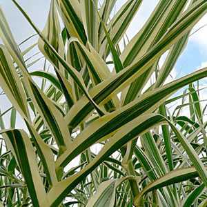 Arundo Donax Versicolor Bog Garden Giant Reed