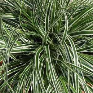 Carex Oshimensis EverColor® Everest (Sedge)