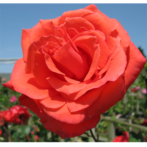 You are my sunshine Hybrid Tea Rose Bush 3ltr pot