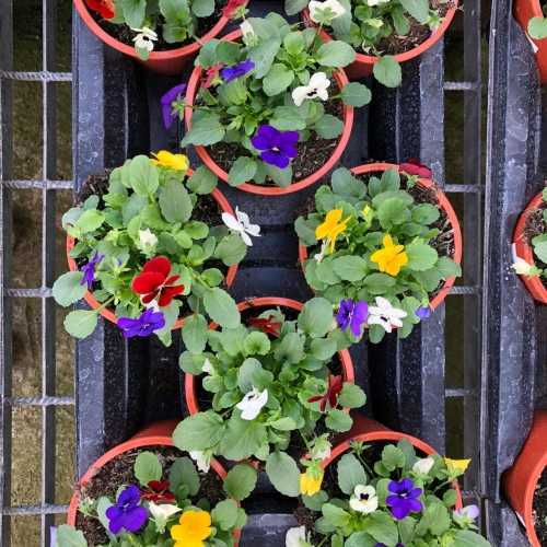 Viola Pots Mixed Colours