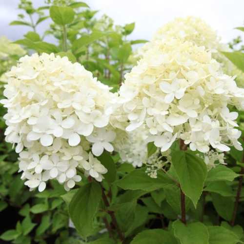 Buy Hydrangea Limelight Shrubs Online : Cheap Hydrangea Online : Shrubs For  Sale