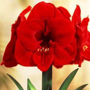 Amaryllis Royal Bulbs (Red Lion) Giftboxes 1 Per Pack