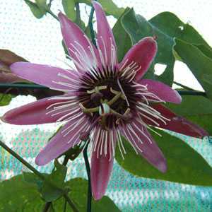 Passiflora 'Victoria' Passion Flower