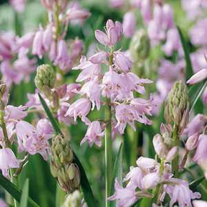 cheap pink bluebells : cheap spanish bluebells : essex