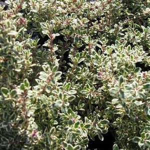 Thymus Vulgaris Silver Queen Thyme