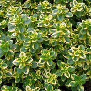 Thymus x Citriodorus Golden Queen Thyme 9cm Pot