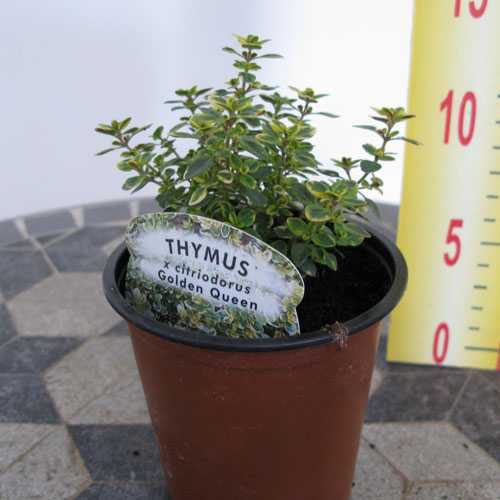 Thymus x Citriodorus Golden Queen Thyme 9cm Pot
