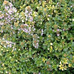 Thymus x Citriodorus Doon Valley Thyme 9cm Pot