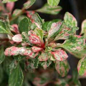 Berberis Thunbergii Starburst (Japanese Barberry)