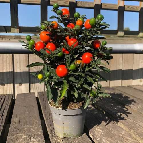 Berry christmas native florida carolinianum lycium Buy Solanum Christmas Berry Plants Online : Cheap Christmas Berry Plants For Sale