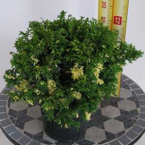 Chamaecyparis Pisifera Compacta Variegata (Cypress Conifer) 3Ltr