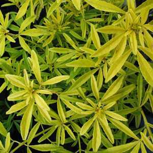 Choisya Ternata Goldfinger (Limo) Mexican Orange Blossom