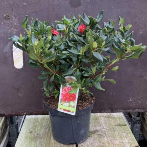 Rhododendron Dwarf 'Baden Baden'