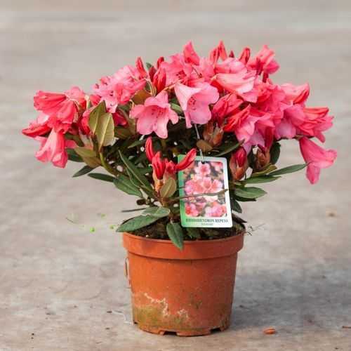Rhododendron Dwarf 'Winsome'
