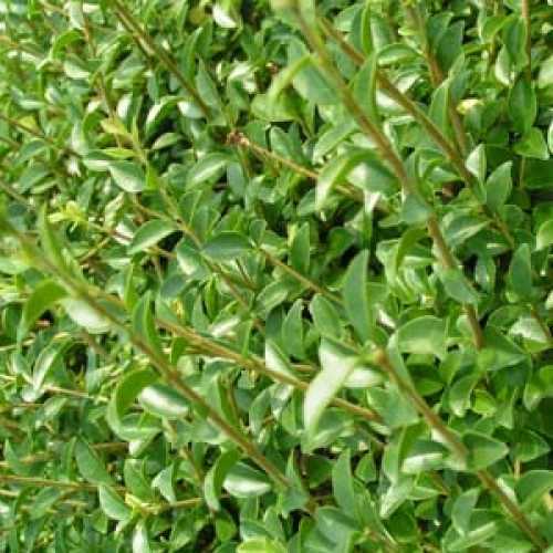 Ligustrum ovalifolium Common Green Privet