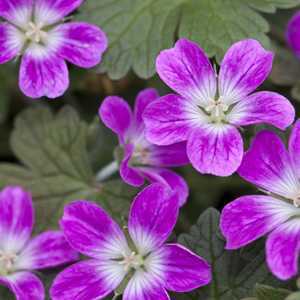 Geranium (Hardy) Orkney Cherry