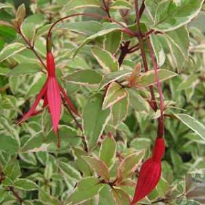 Fuchsia (Hardy) Magellanica Tricolor 3Ltr