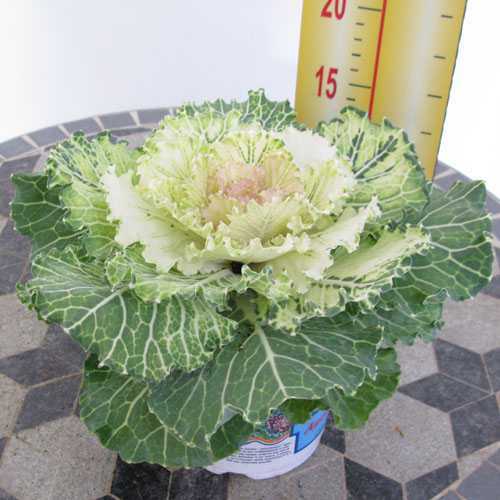 Ornamental Cabbage Plant (Brassica Oleracea) Cream/Green