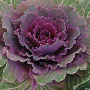 Ornamental Cabbage Plant (Brassica Oleracea) Green/Purple