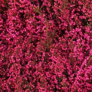 Erica Gracilis Dark Pink Approx. 1Ltr Pot