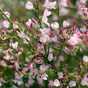 Cheap Cytisus Moyclare Pink : Buy Cheap Broom Shrubs UK :