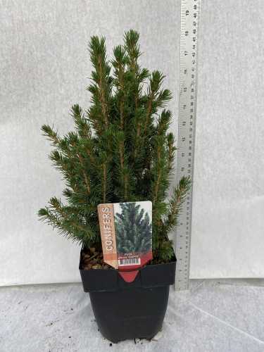 Picea Glauca Conica (Mini Christmas Tree) Dwarf Alberta Spruce