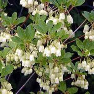 Enkianthus Campanulatus