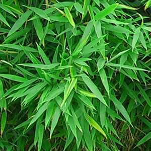 Fargesia Murielae 'Selection' Bamboo