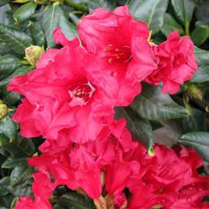 Rhododendron Dwarf 'Baden Baden'