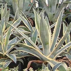 Agave Americana Variegata (Century Plant)  60-80cm 15Ltr Pot