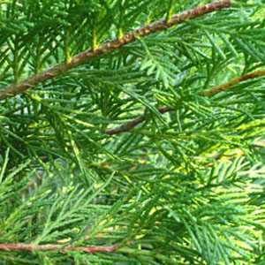 Leylandii Green Cupressocyparis (Hedging) Conifer 100cm  5Ltr Pot