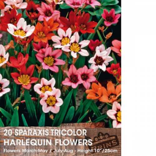 Sparaxis Tricolor (Harlequin Flower) Bulbs 20 Per Pack