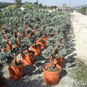 Cedrus Libani Glauca (Cedar of Lebanon) Pom Pom 110-120cm  30Ltr