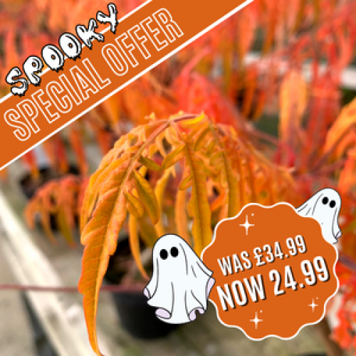 Buy Cheap Rhus Typhina Tiger Eyes Online Order Rhus Shrubs Online