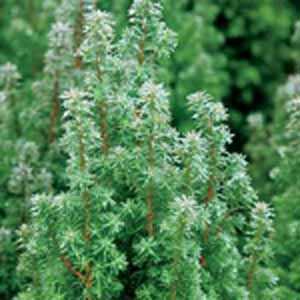 Chamaecyparis Thyoides 'Top Point' (Atlantic White Cedar)