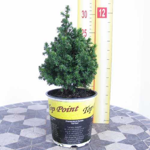 solnedgang evig kontakt Chamaecyparis Thyoides Top Point (Atlantic White Cedar) 20cm 1Ltr