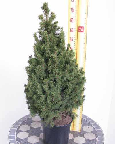 Picea Glauca Conica (Mini Christmas Tree) Dwarf Alberta Spruce