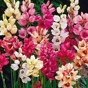 Ixia Hybrid Corn Lily Mixed Bulbs 20 Per Pack