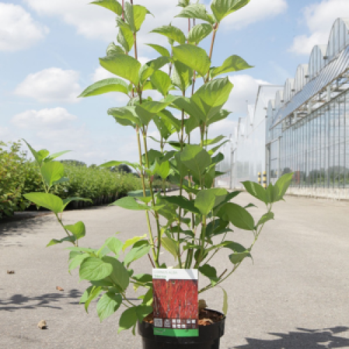 1625_500_104321_Cornus_Alba_Sibirica_Image.png