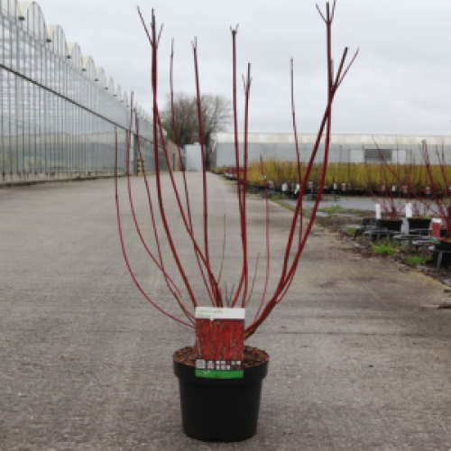 1625_500_104322_Cornus_Alba_Sibirica_pot_image_winter.png