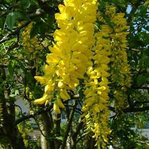 Laburnum Anagyroides (Golden Chain/Golden Rain)