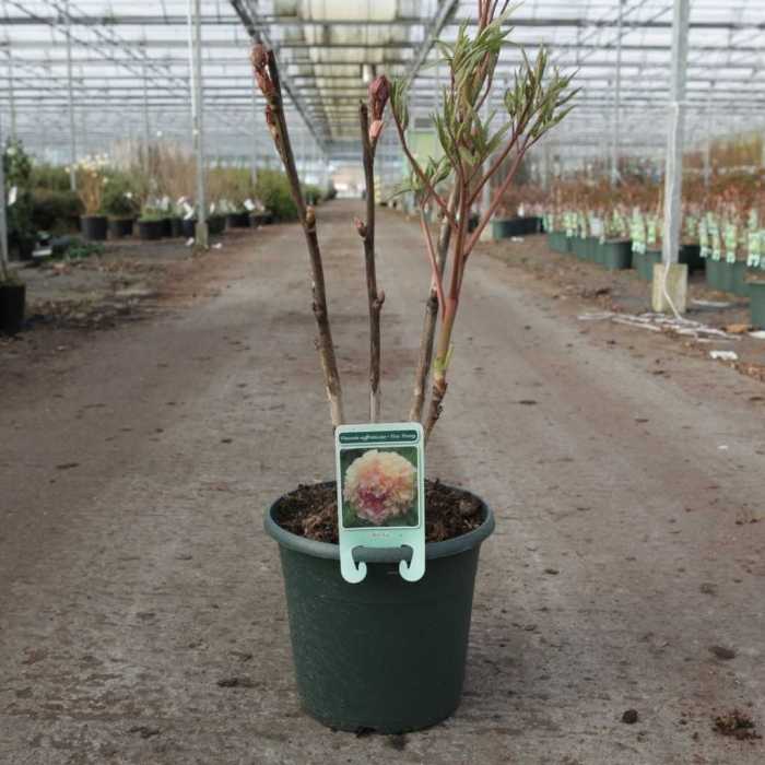 1651_500_105113_Paeonia_suffruticosa_Jin_Ge_small.jpeg