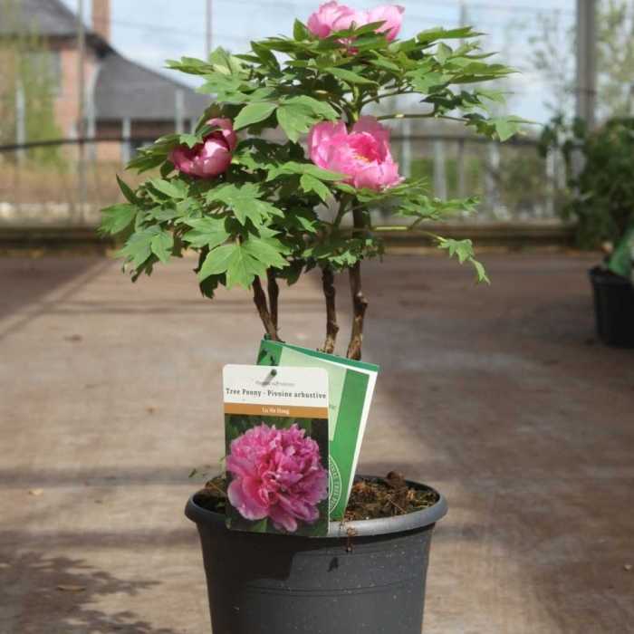 1653_500_105705_Paeonia_suffruticosa_Lu_He_Hong_large.JPG