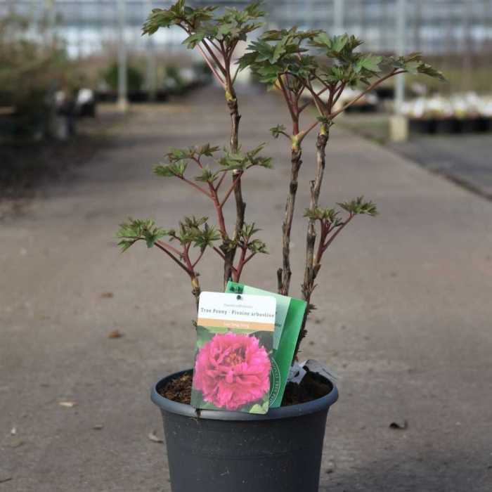 1659_500_110226_Paeonia_suffruticosa_Luo_Yang_Hong_small.JPG