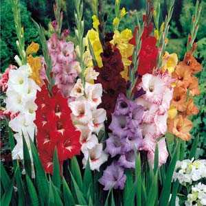 Gladioli (Gladiolus) Garden Mixture Bulbs 25 Per Pack